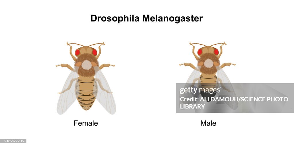Drosophila melanogaster, illustration
