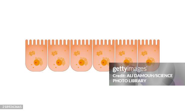 intestine epithelium, illustration - paneth cell stock illustrations