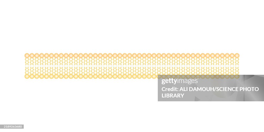 Cell membrane structure, illustration