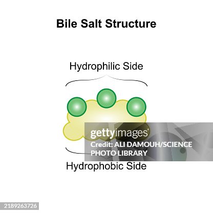 Bile salt structure, illustration Bile salt structure, illustration