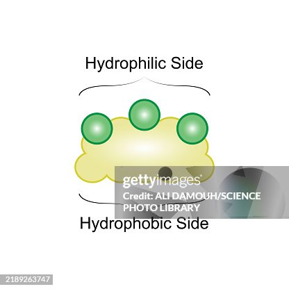 Bile salt structure, illustration Bile salt structure, illustration