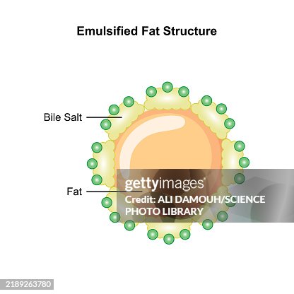 Fat emulsification by bile salts, illustration Fat emulsification by bile salts, illustration