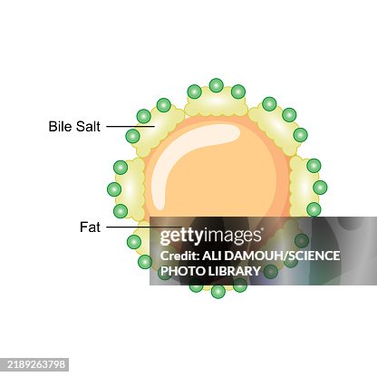 Fat emulsification by bile salts, illustration Fat emulsification by bile salts, illustration