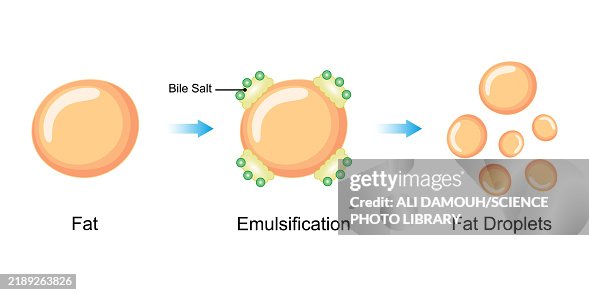 Fat emulsification by bile salts, illustration Fat emulsification by bile salts, illustration