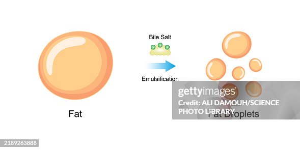 Fat emulsification by bile salts, illustration Fat emulsification by bile salts, illustration
