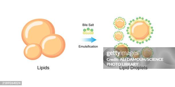Fat Emulsification Process Fat Emulsification By Bile Salts Illustration High-Res Vector Graphic ...
