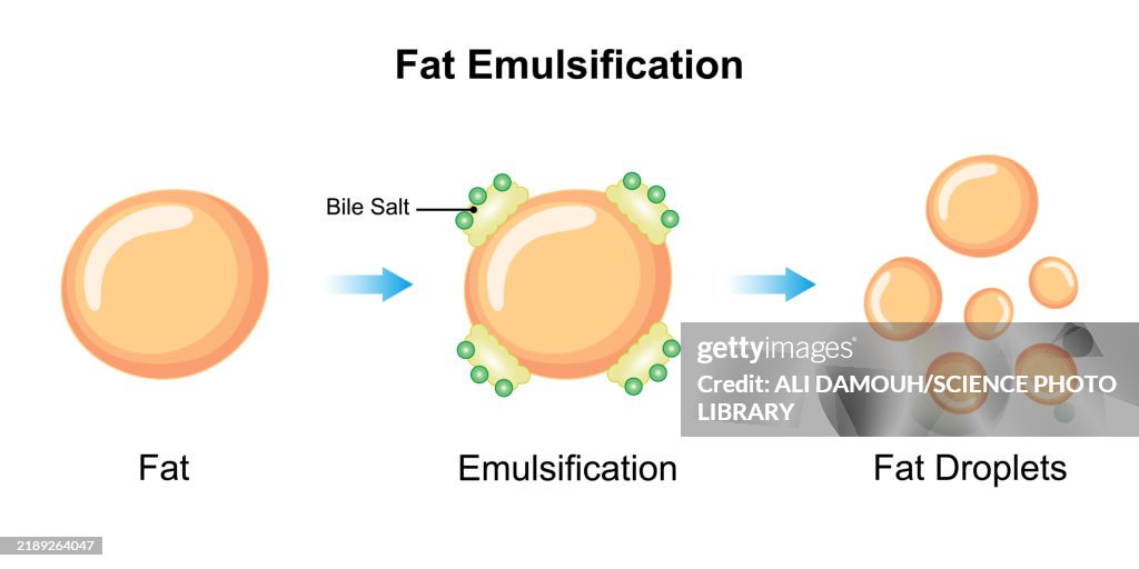 Fat emulsification by bile salts, illustration