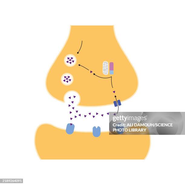 monoamine oxidase inhibitor, illustration - the gap stock illustrations