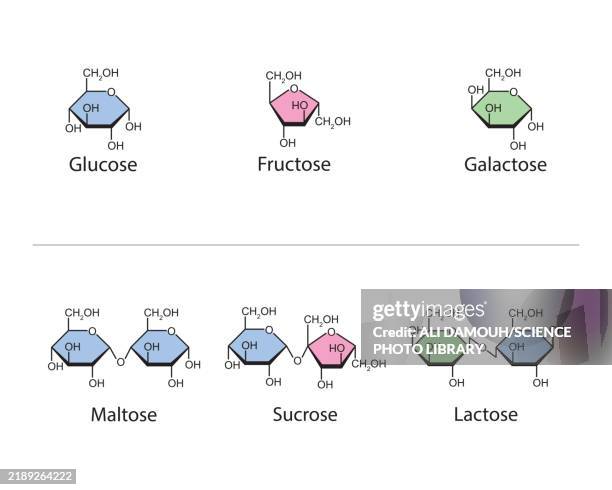 monosaccharides and disaccharides, illustration - carbohydrate biological molecule stock illustrations