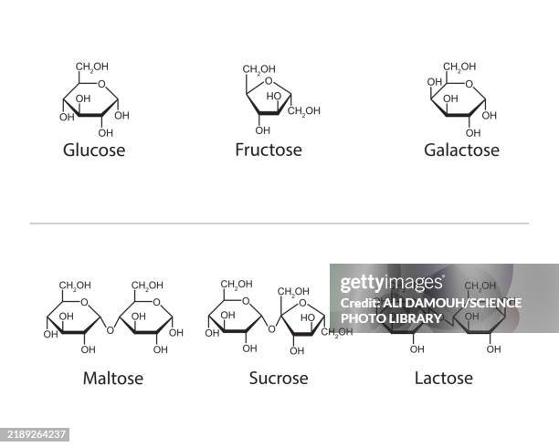 monosaccharides and disaccharides, illustration - carbohydrate biological molecule stock illustrations