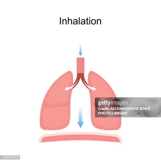 ilustrações de stock, clip art, desenhos animados e ícones de inhalation, illustration - diafragma sistema respiratório humano