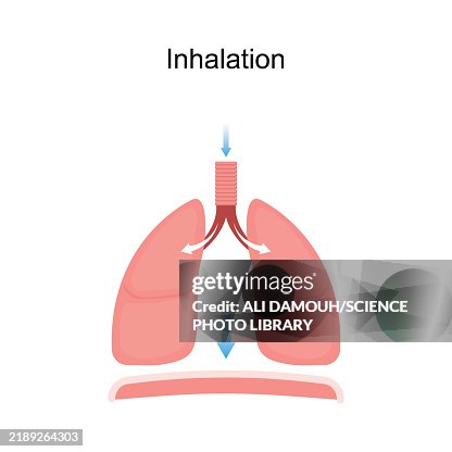 Inhale Visual Inhalation Illustration High-Res Vector Graphic - Getty Images