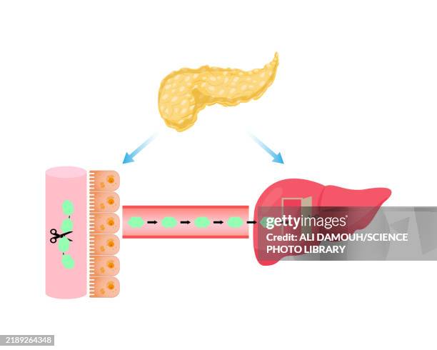 pancreas function, illustration - endocrine system stock illustrations