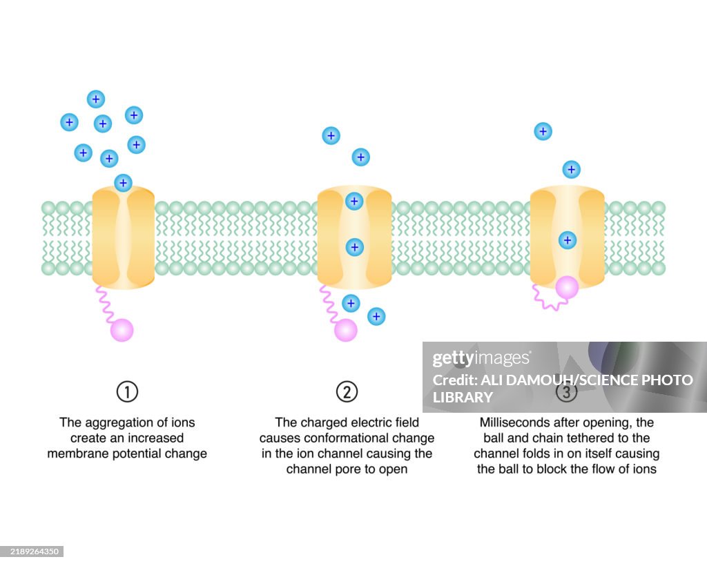 Ion channel, illustration