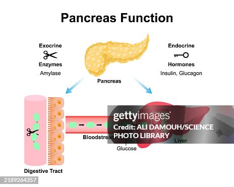 Pancreas function, illustration Pancreas function, illustration