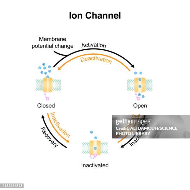 ion channel, illustration - sodium stock illustrations