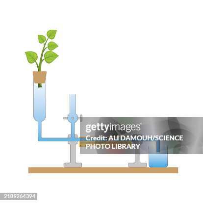 Potometer Drawing Potometer Illustration High-Res Vector Graphic - Getty Images