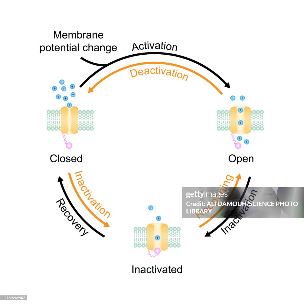 Ion channel, illustration