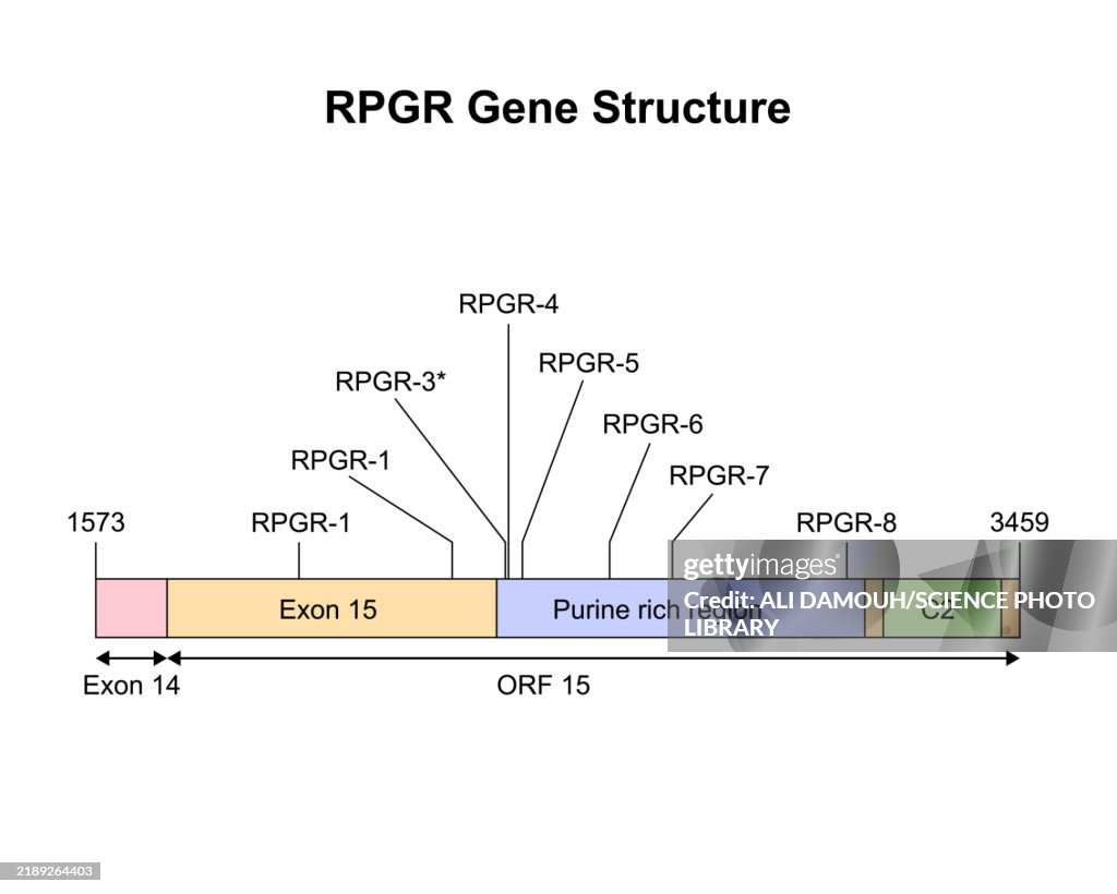 RPGR gene structure, illustration