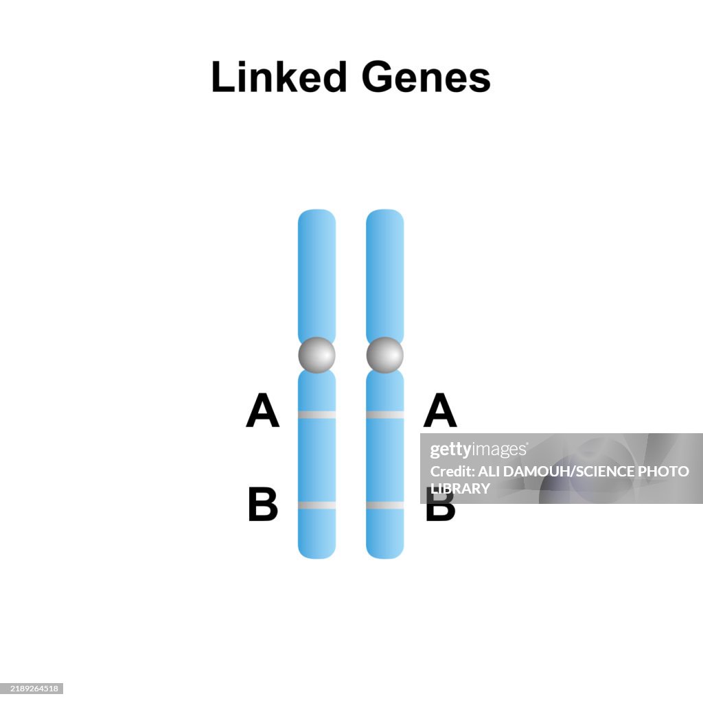 Linked genes, illustration