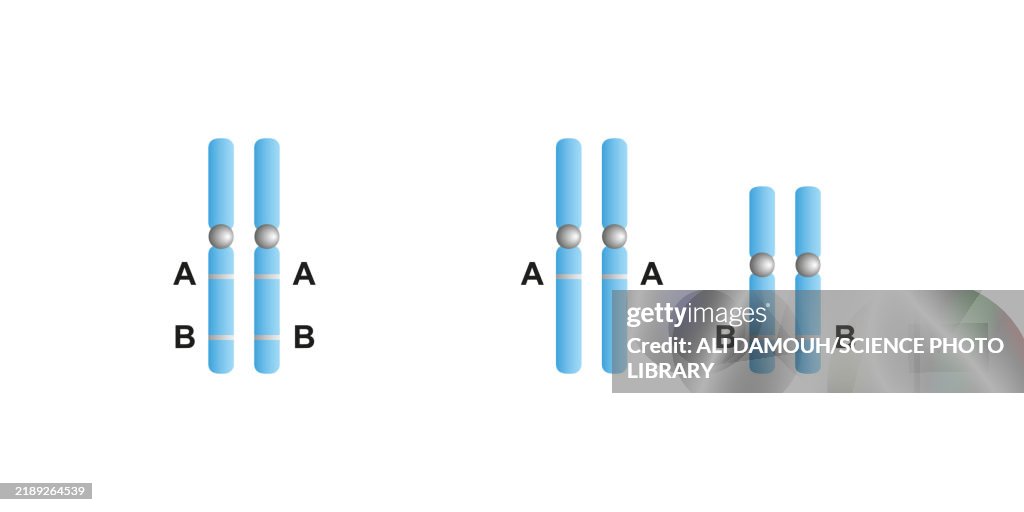 Linked and unlinked genes, illustration