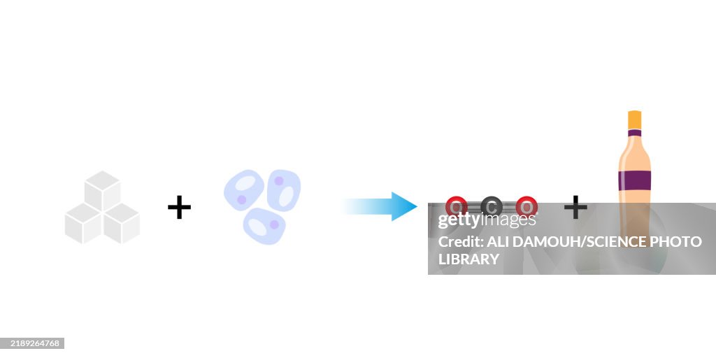 Sugar fermentation, illustration
