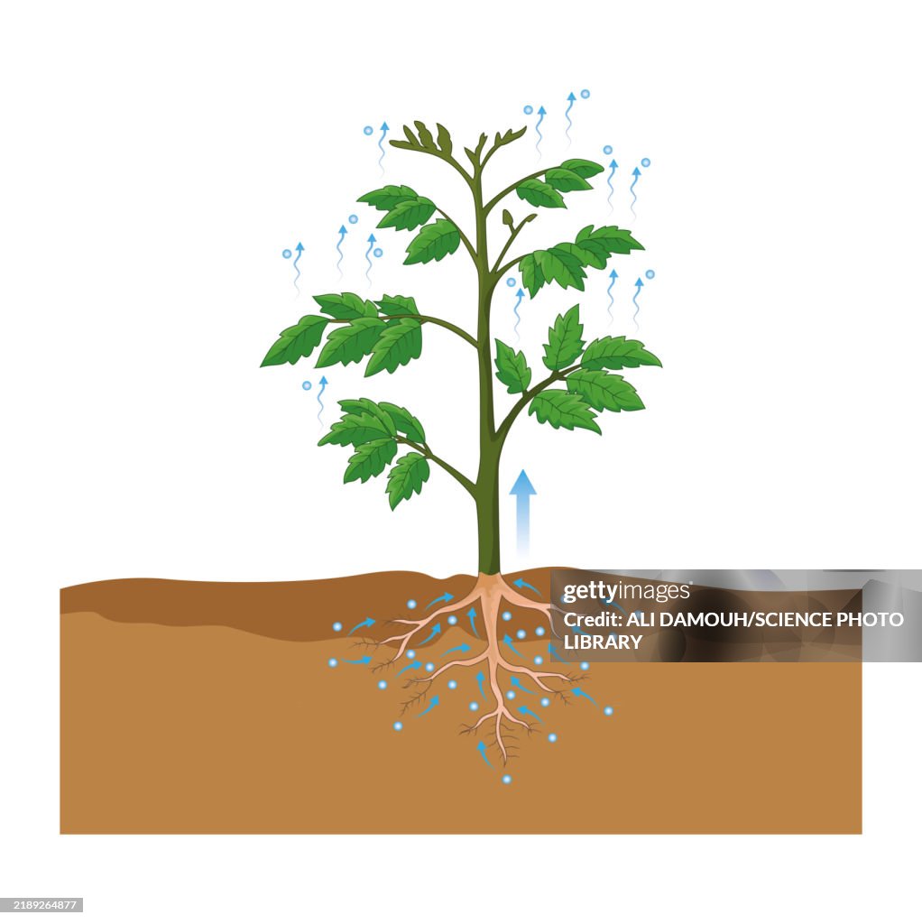 Transpiration, illustration