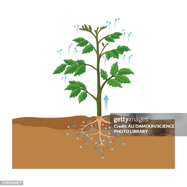 transpiration, illustration - the water cycle stock illustrations