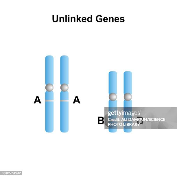 Unlinked Vector 42 Allele Stock Photos, High-Res Pictures, and Images - Getty Images