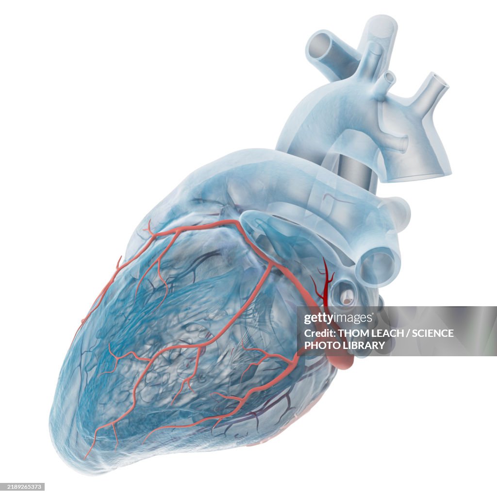 Coronary veins, illustration