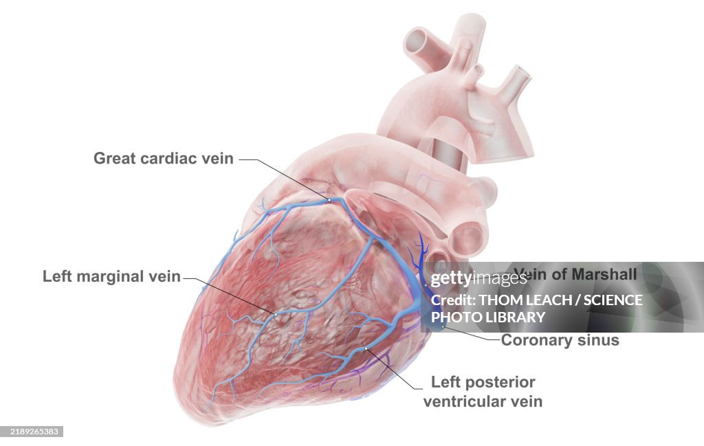 Coronary veins, illustration