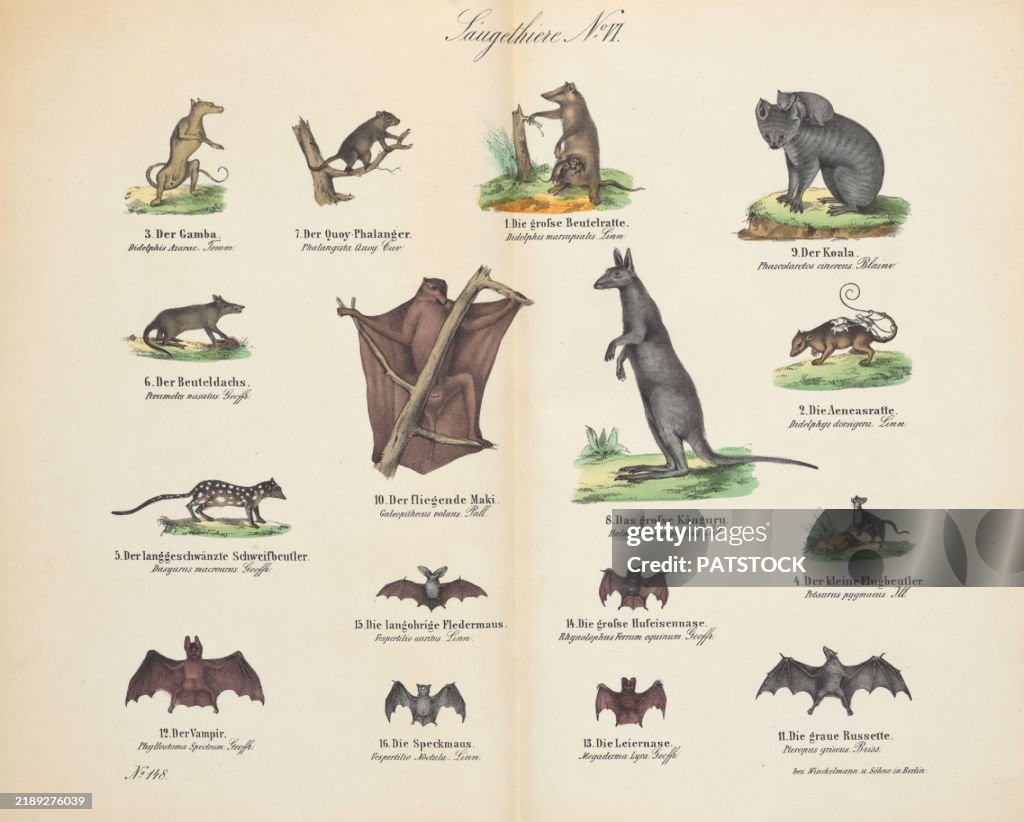 Vintage 19th century print showcasing various animals