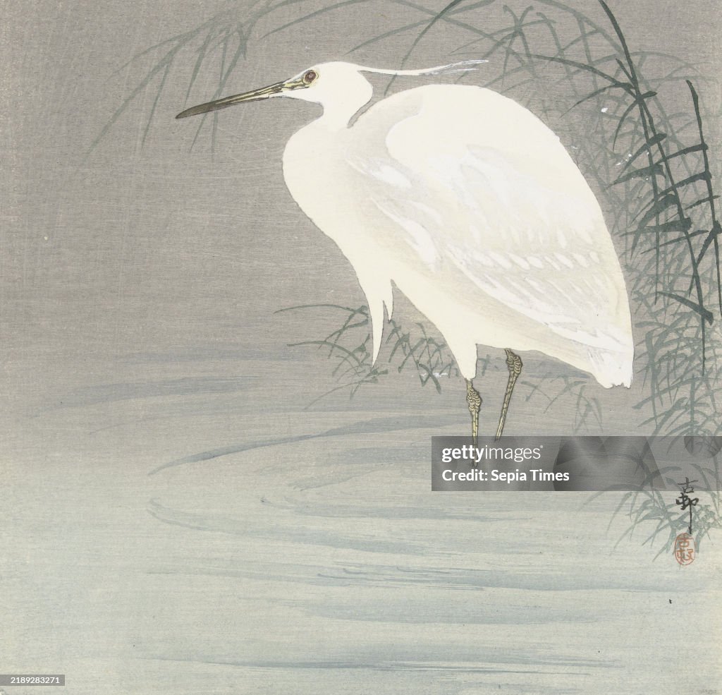 Little egret