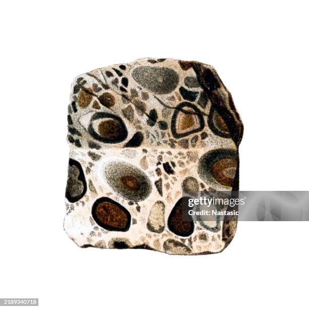 minerals and rocks ,conglomerate, pudding stone, semi-polished (england) - druze stock illustrations