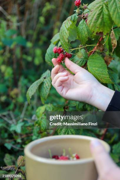 a white female hand picks up a raspberry fruit from a tree and puts it in the bowl - berry stock pictures, royalty-free photos & images