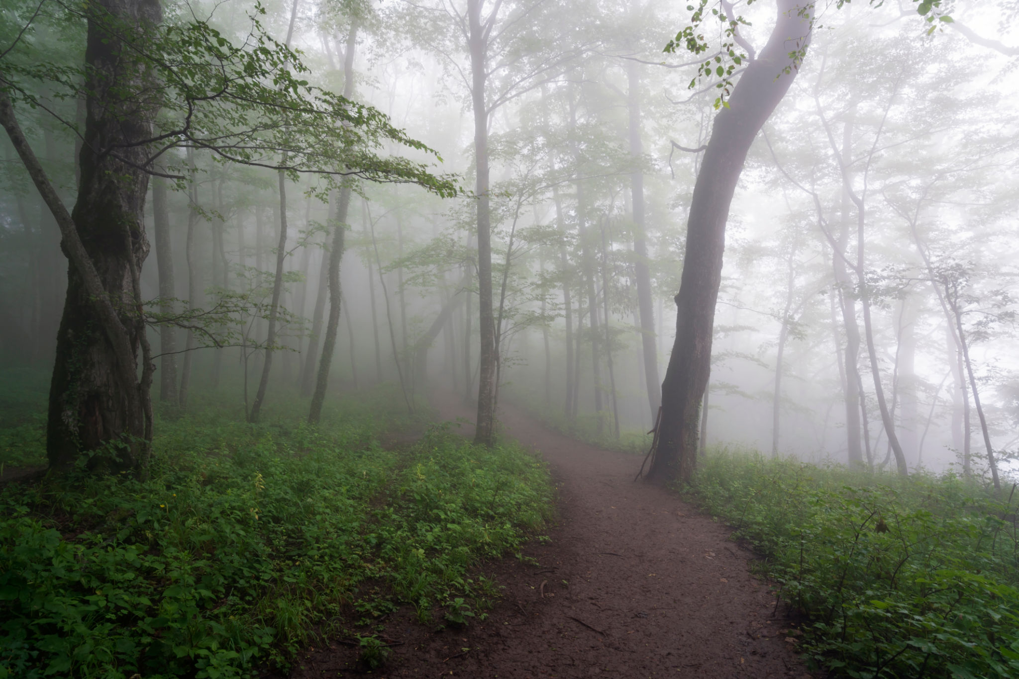 View of the ecological trail at the top of the Una-koz ridge of the Caucasus Mountains on a summer day in low cloud conditions, Dakhovskaya, Republic of Adygea, Russia View of the ecological trail at the top of the Una-koz ridge of the Caucasus Mountains on a summer day in low cloud conditions, Dakhovskaya, Republic of Adygea, Russia