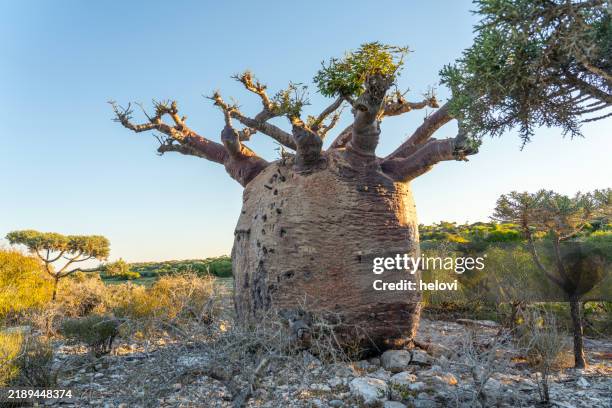 one funny baobab tree over green bushes, against blue sky, madagascar - baobab stockfoto's en -beelden