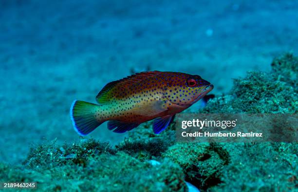 Cooney Fish 168 Coney Fish Stock Photos, High-Res Pictures, and Images - Getty Images