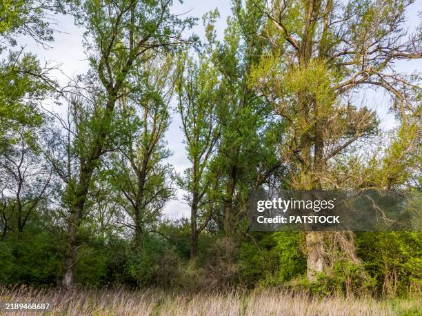 Spring Riparian 61 Zone Riparian Stock Photos, High-Res Pictures, and Images - Getty Images