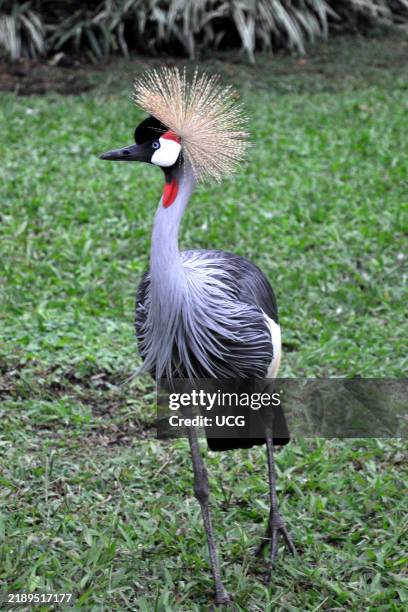 Democratic Republic of Congo. Crowned Crane.