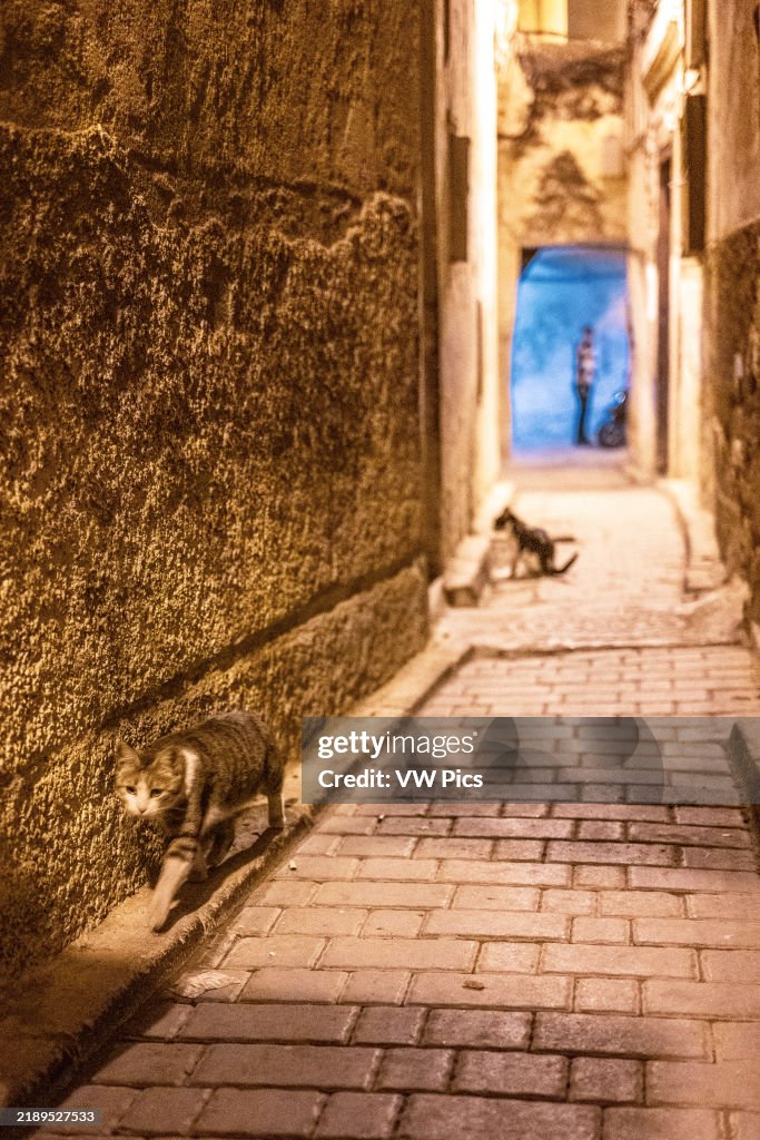 Two cats casually strolling down a street in the Medina of Fez