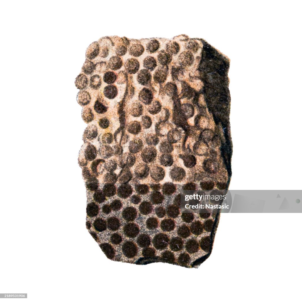 Minerals and Rocks ,Oolith, semi-polished (Staßfurt, Saxony-Anhalt, Germany)