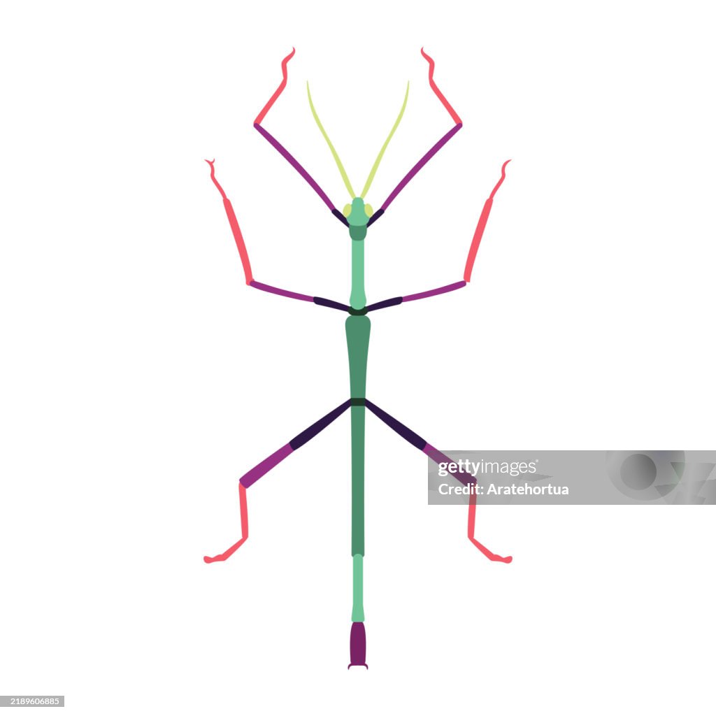 Stick Insect Oc Vector Stick Insect Cartoon Illustration Isolated High-Res Vector ...