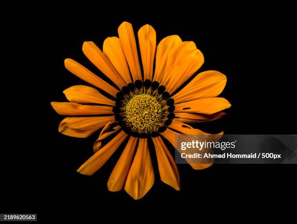 close-up of flower against black background - familia de la margarita fotografías e imágenes de stock
