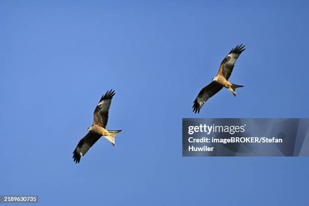 two red kites (milvus milvus) in flight, canton aargau, switzerland, europe - rotmilan stock-fotos und bilder