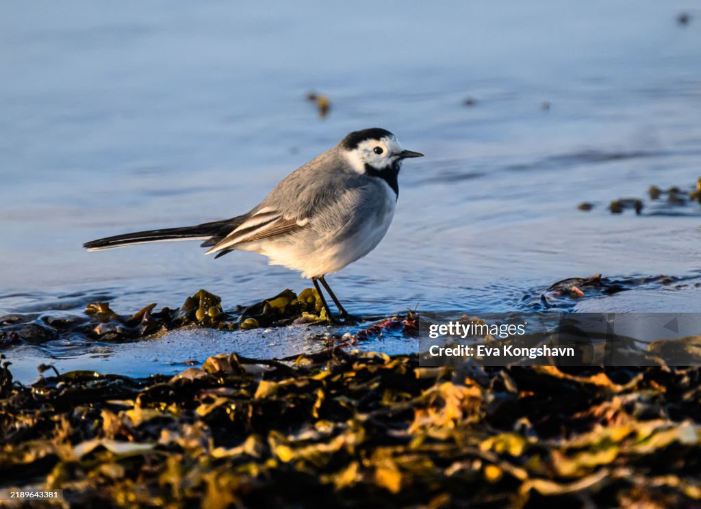 The bird is standing with her feet in the water with the sunlight in her back