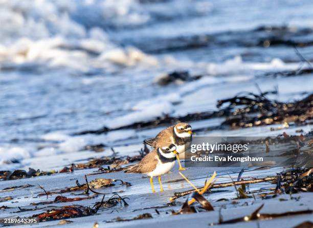 two birds with big eyes standing on the beach with waves coming in from behind them - bocca di animale foto e immagini stock