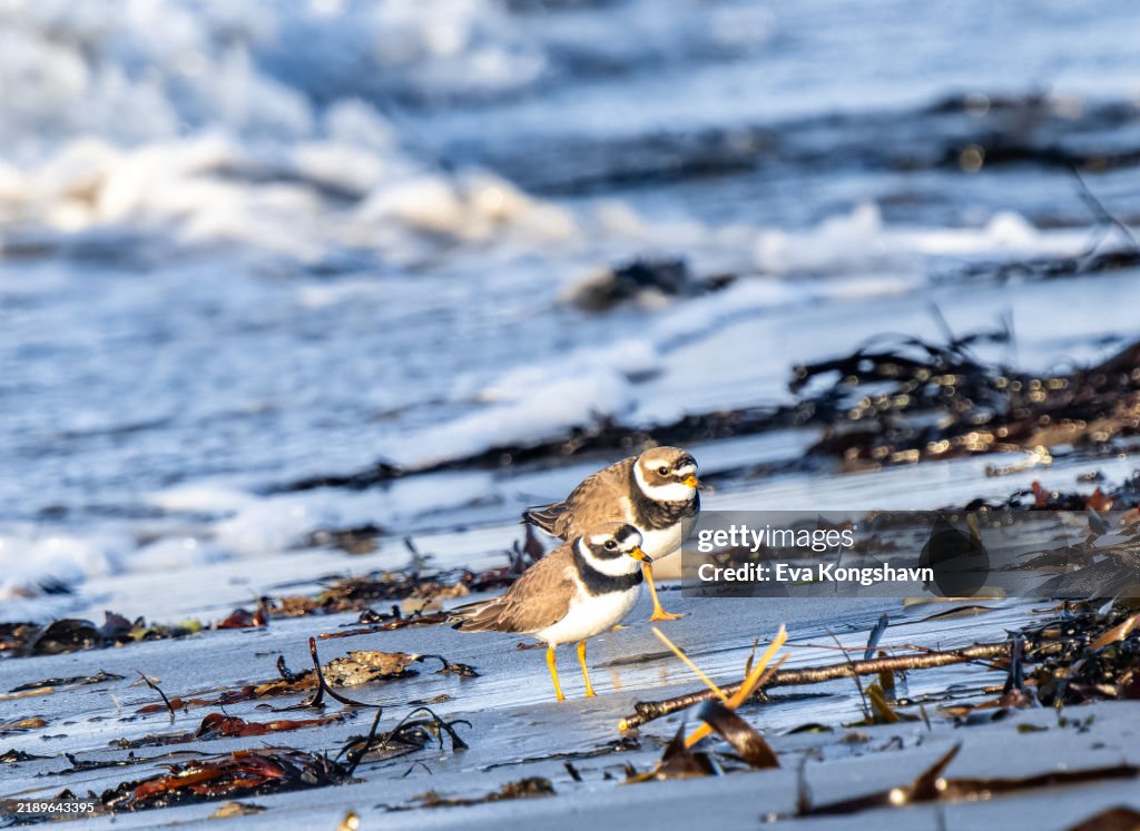 Two birds with big eyes standing on the beach with waves coming in from behind them