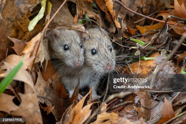zwei gewöhnliche ratten (rattus norvegicus) - zwei tiere stock-fotos und bilder