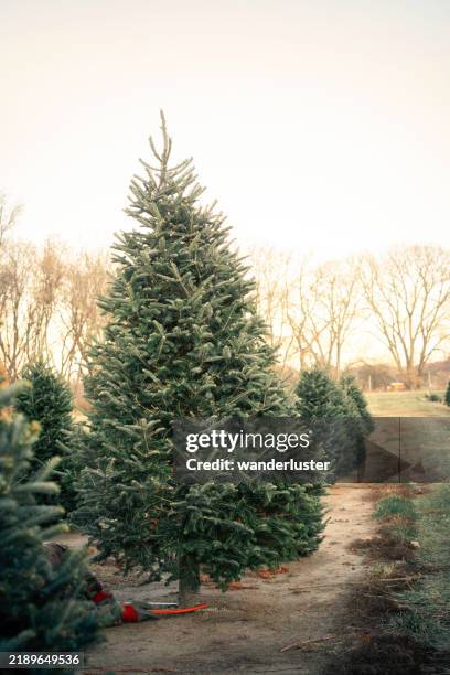 cutting down a christmas tree at a farm - fir tree farm stock pictures, royalty-free photos & images